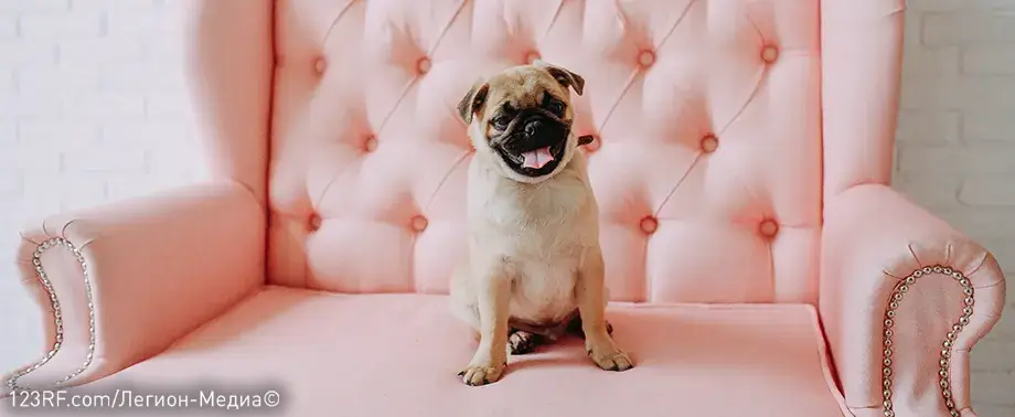 Чем кормить мопса?