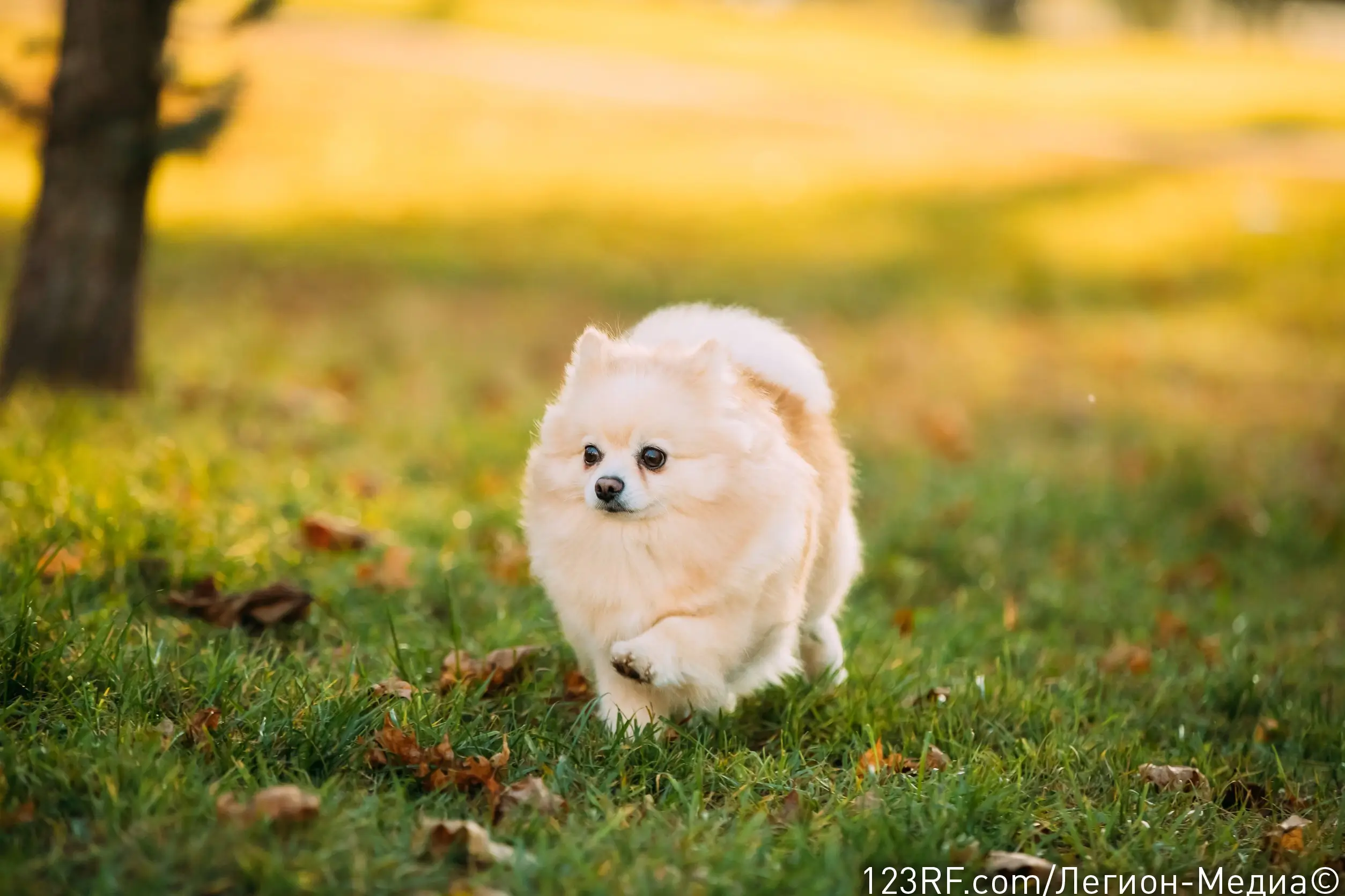 Как ухаживать за шпицем?