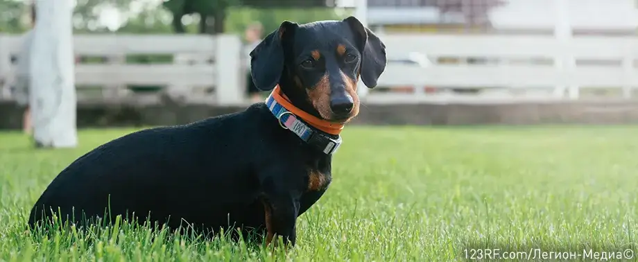 Как ухаживать за таксой?