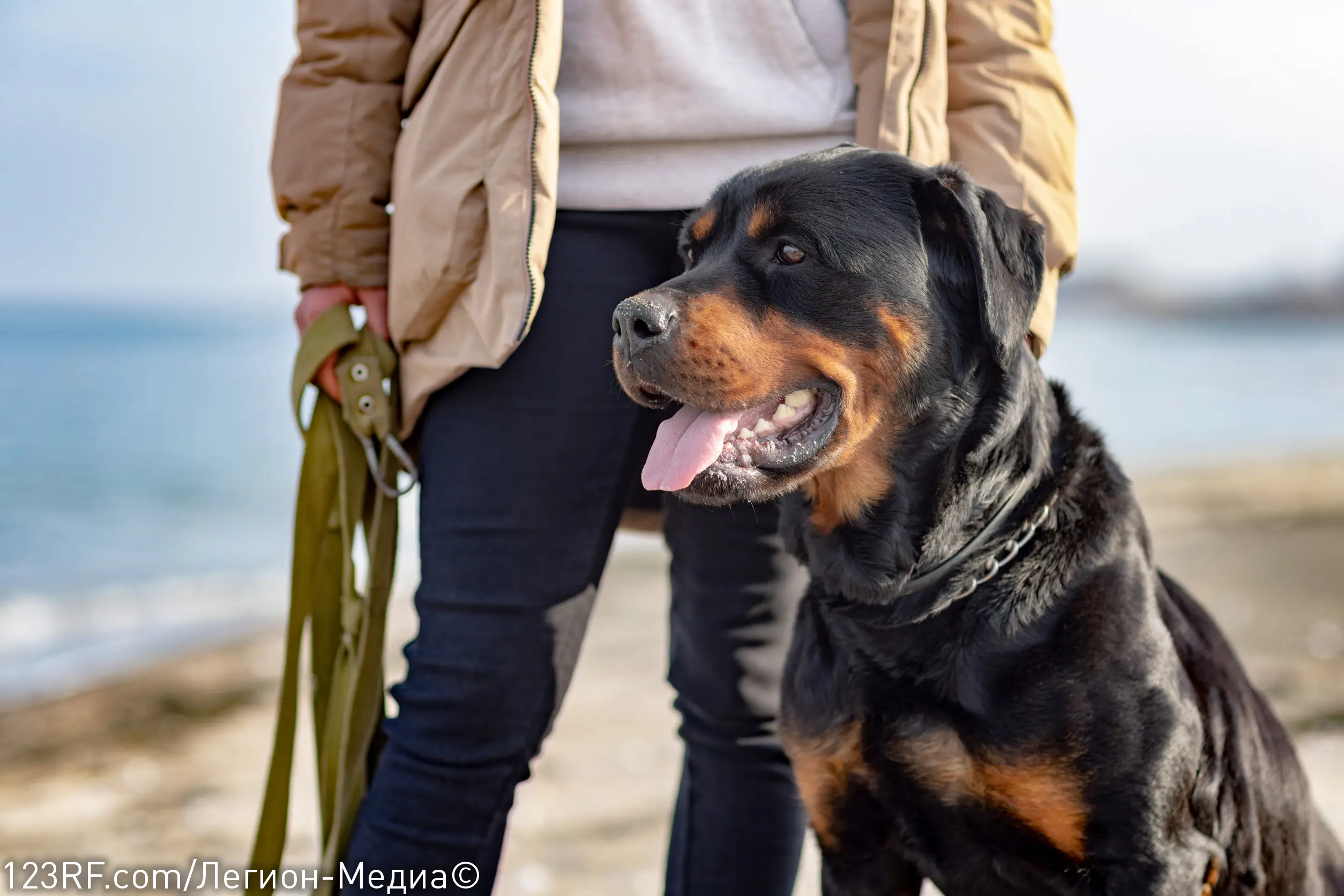 Чем кормить ротвейлера?