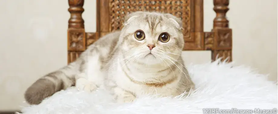 Как ухаживать за шотландской вислоухой кошкой?