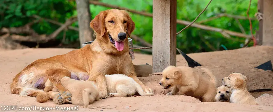 Мастит у собаки