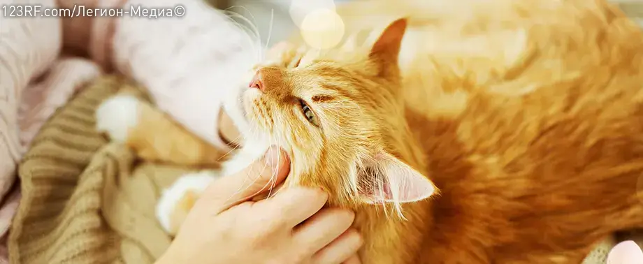 Как чистить уши кошке?