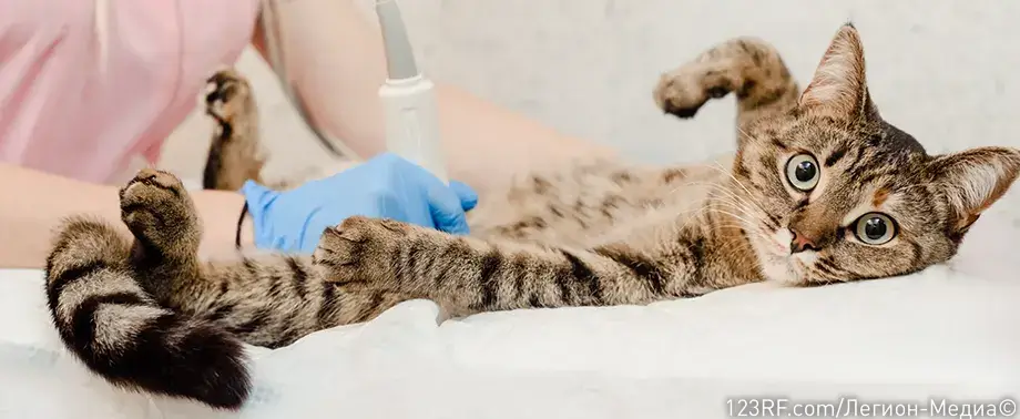 Подготовка кошки к стерилизации