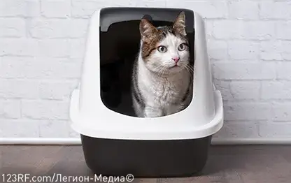 Частое мочеиспускание у кошек