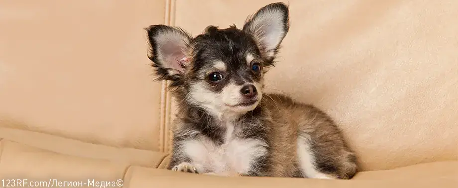 Чем кормить щенка чихуахуа?