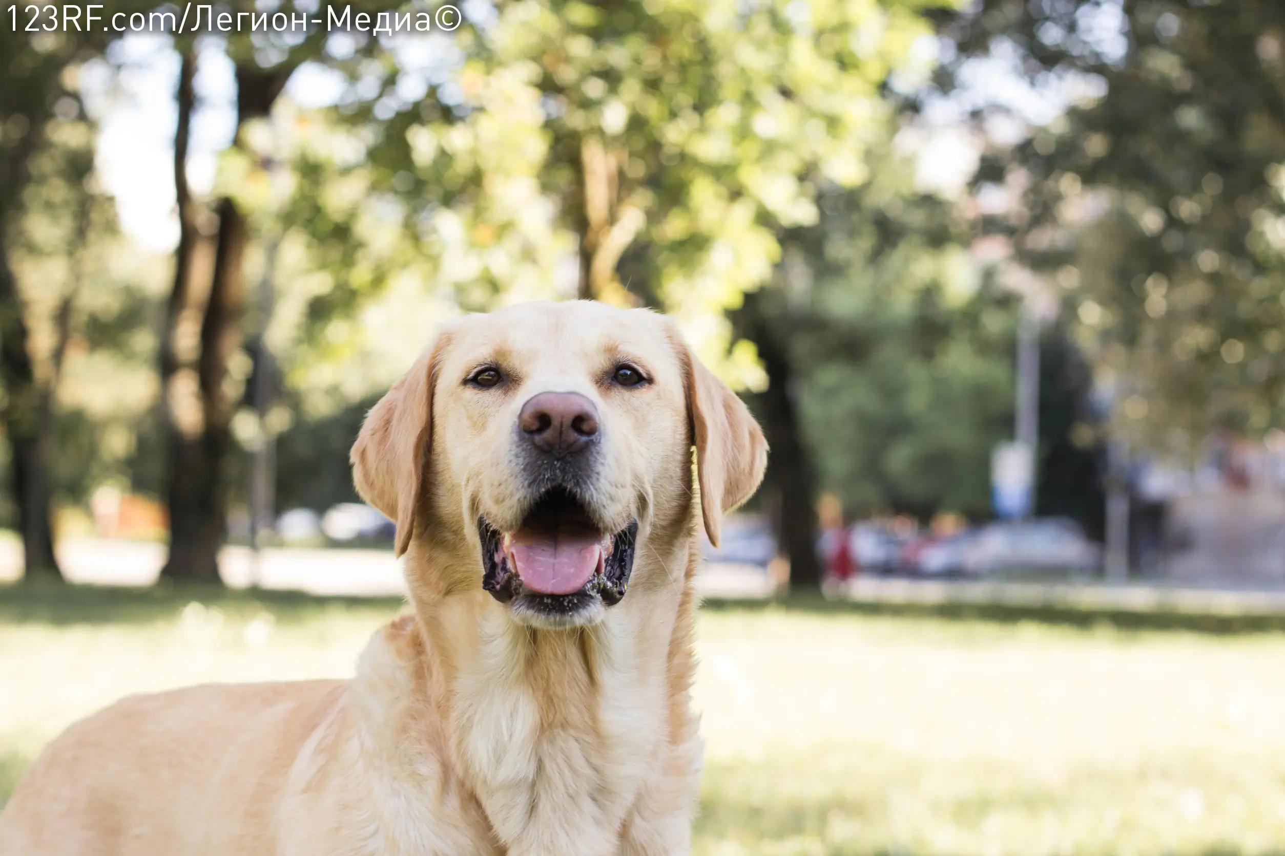 Как ухаживать за лабрадором?