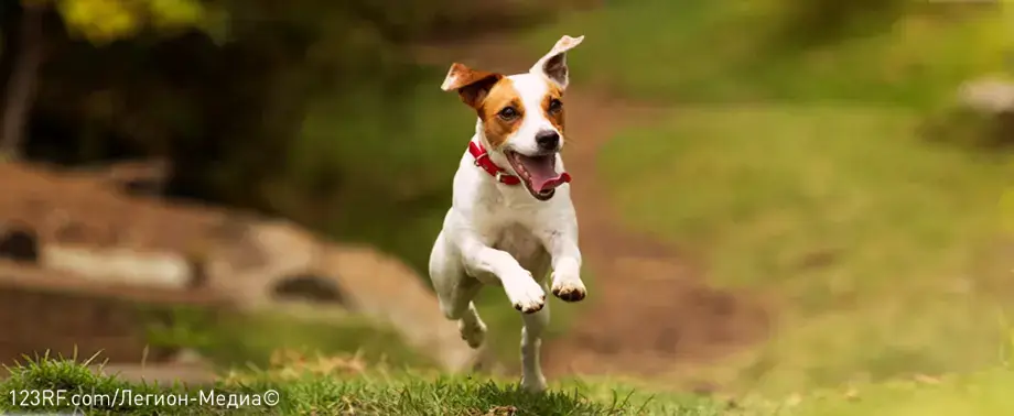 Как ухаживать за джек-рассел-терьером?