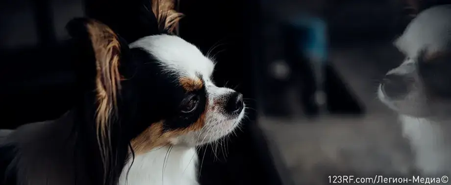 Как ухаживать за чихуахуа?