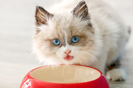 Котенок отказывается от еды