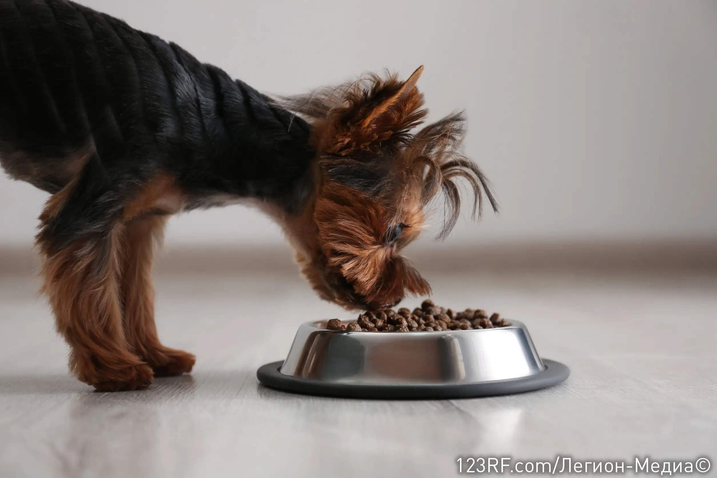 Чем кормить щенка йоркширского терьера?