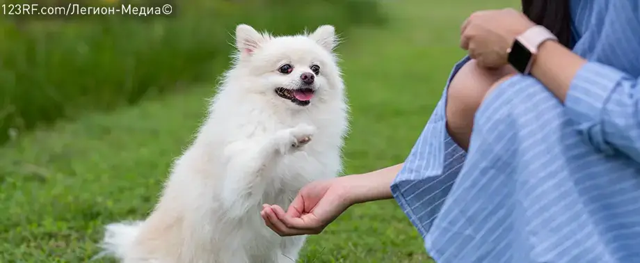 Как дрессировать шпица?