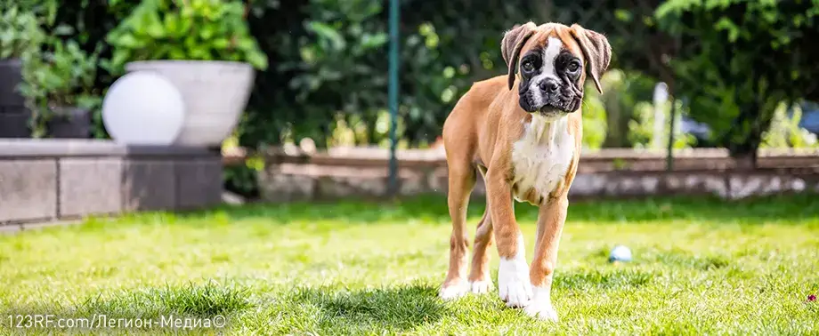 Чем кормить немецкого боксера?