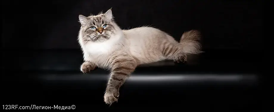 Чем кормить сибирскую кошку?