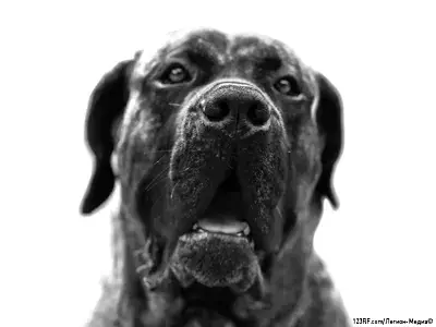 Дого канарио