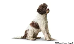 Итальянская водяная собака