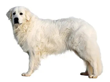 Словацкий чувач