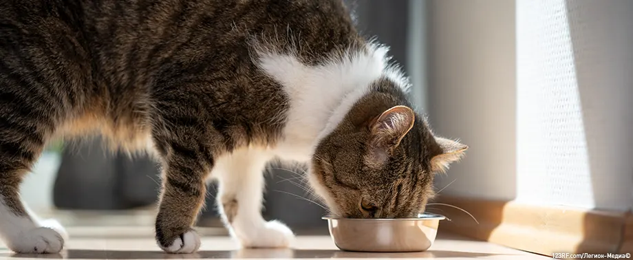 Чем кормить кастрированного кота?