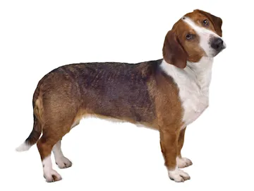 Древер