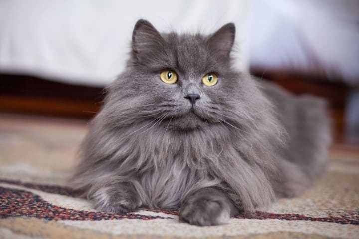 Чем лечить лишай у кошек?