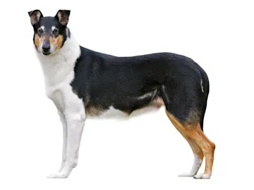 Колли короткошерстный