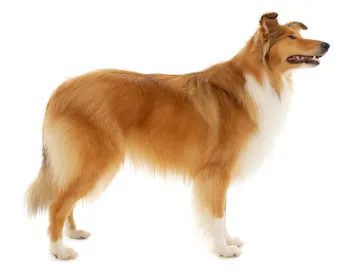 Колли длинношерстный