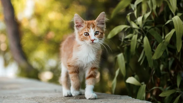 котенок дома первый день