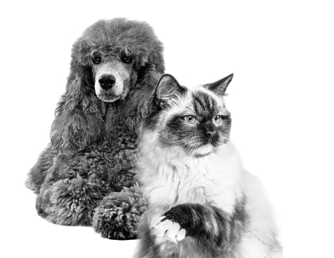 Картинка для собаки