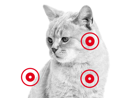 Картинка для собаки