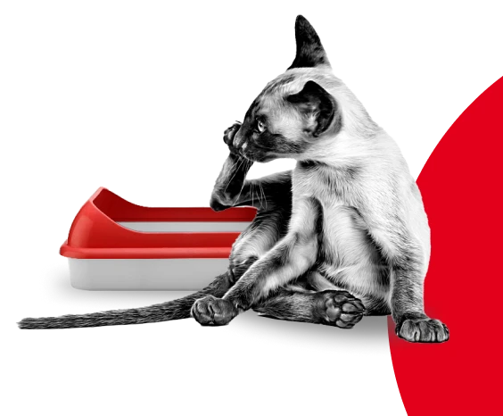 Личный лоток