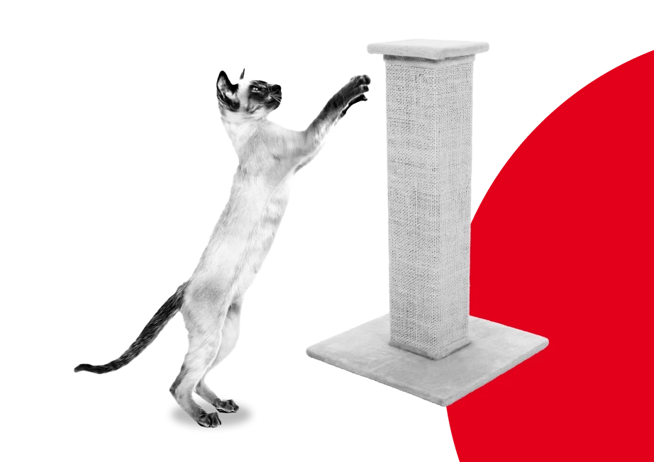 Когтеточка
